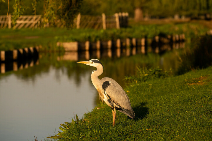 Heron by the Longford River at sunrise