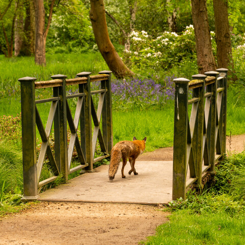 Fox crossing a bridge in Longford River