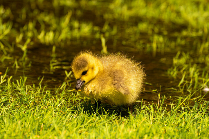 A gosling chick in the water