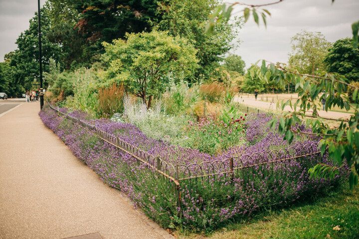 Flowers of Kensington Gardens in Summer
