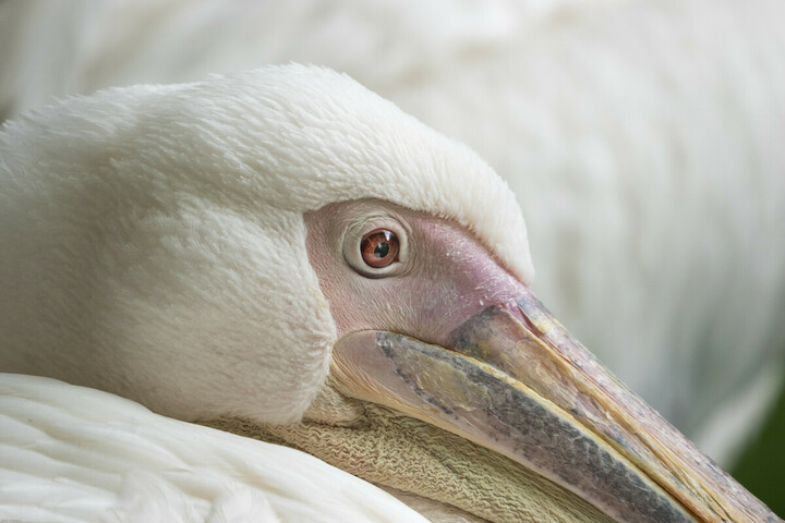 Pelican Close Up
